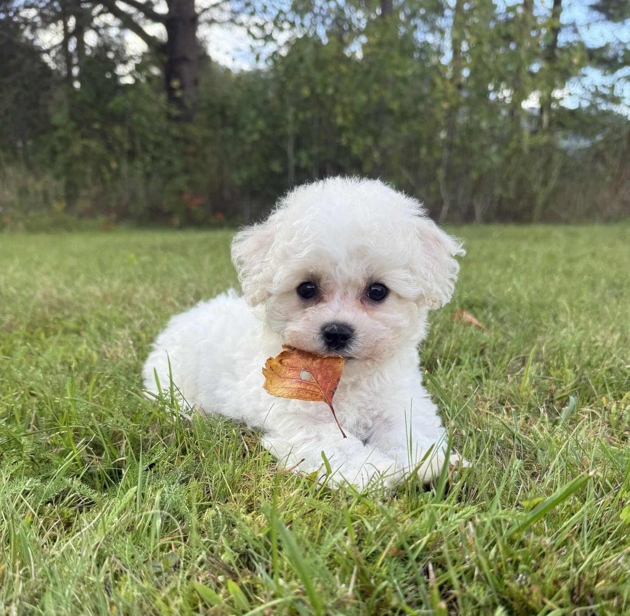 Nydelige Bichon Frise valper selges