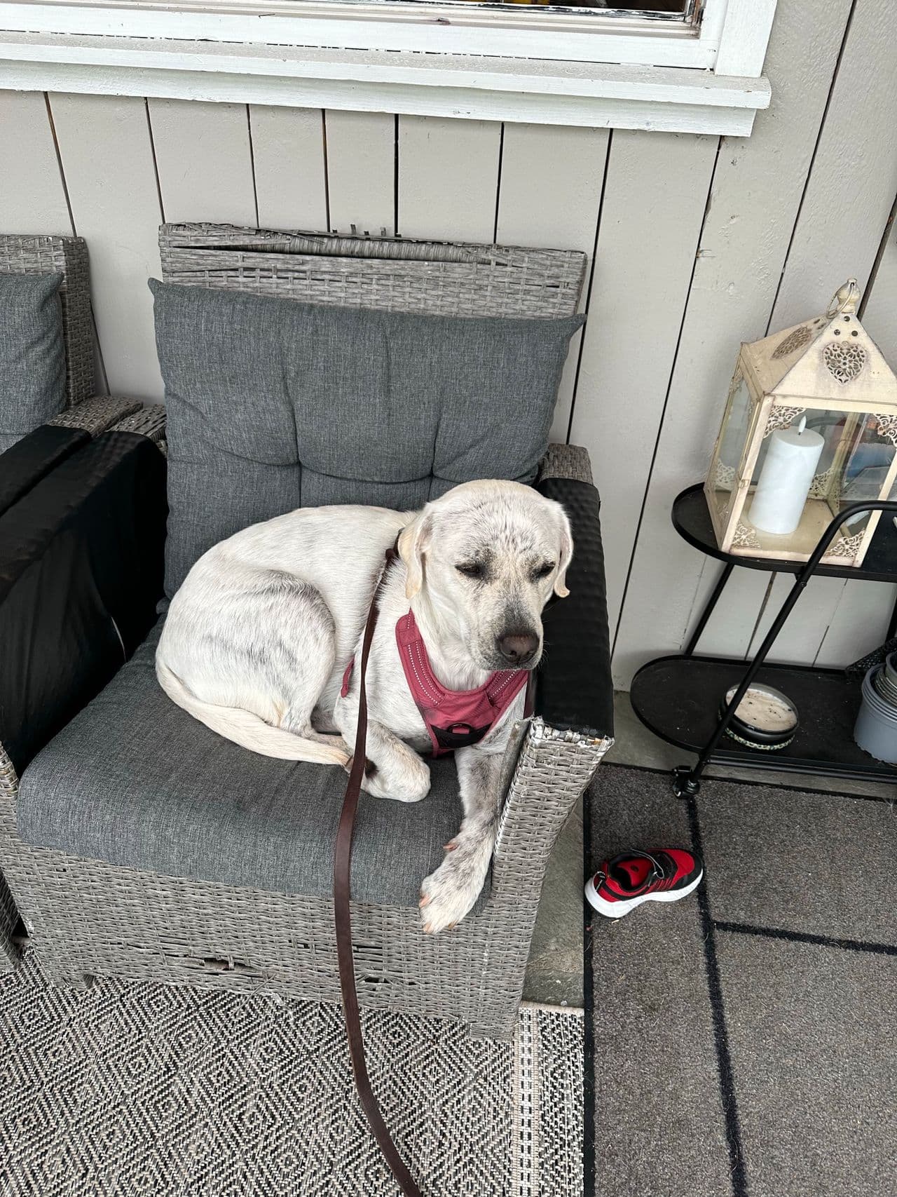 Omplassering av Labrador