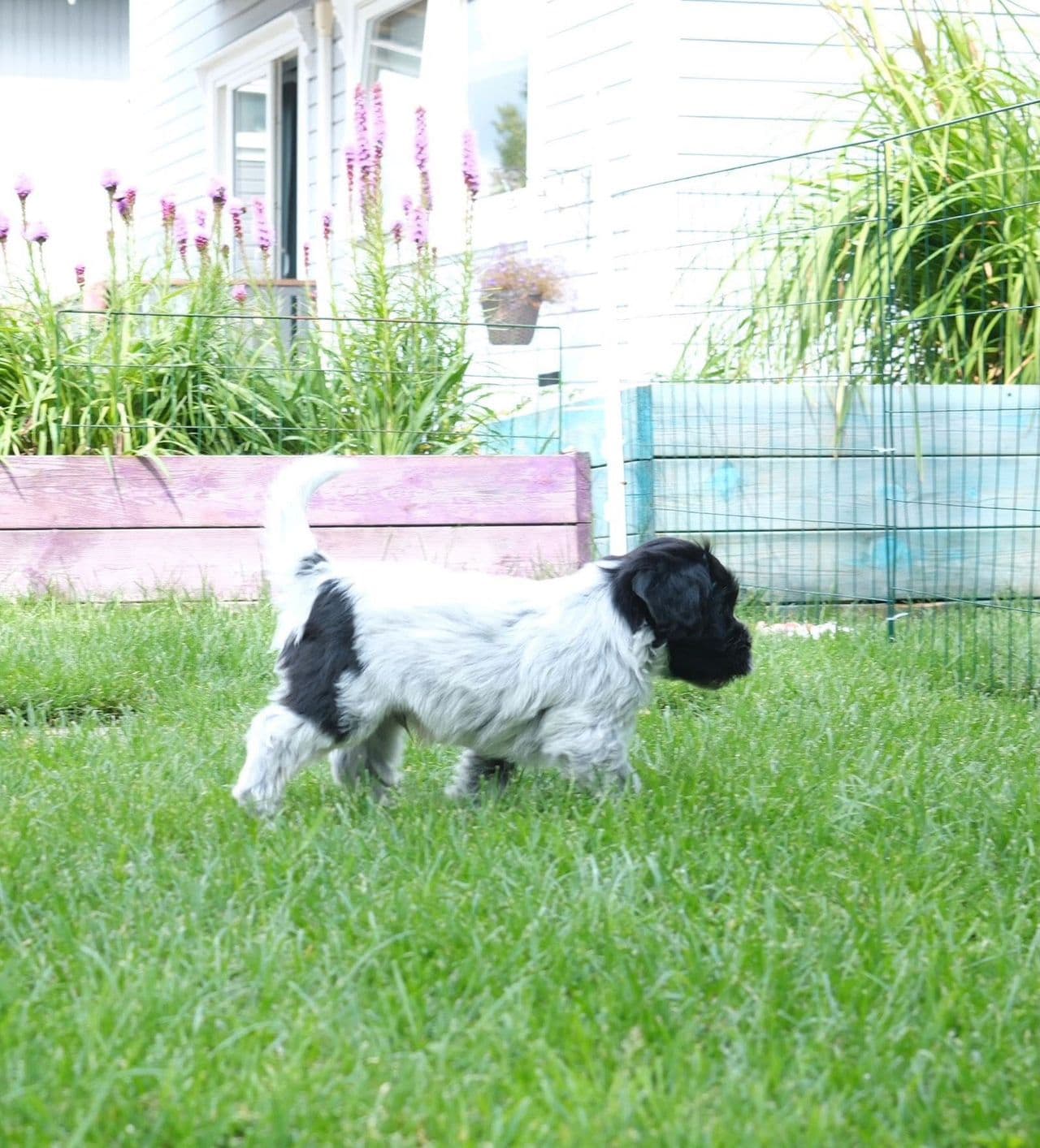 SCHAPENDOES  1 tispe og 1 Hannhund ledig.