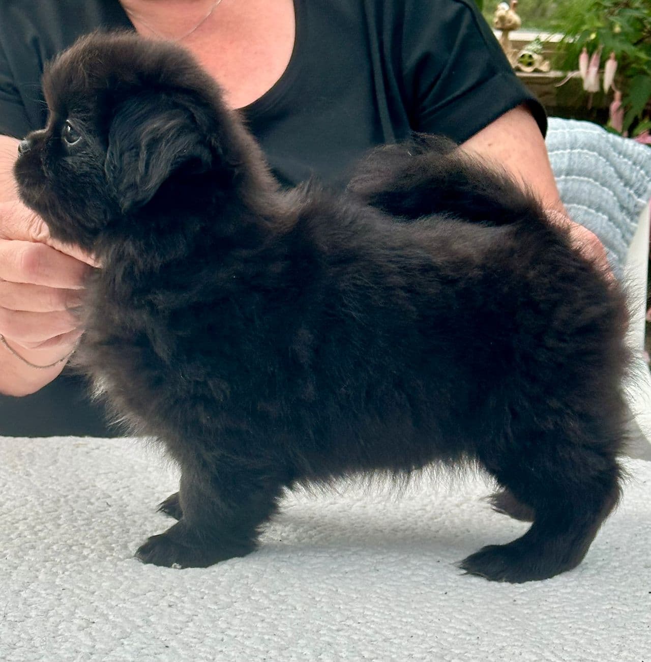 Tibetansk spaniel valper.