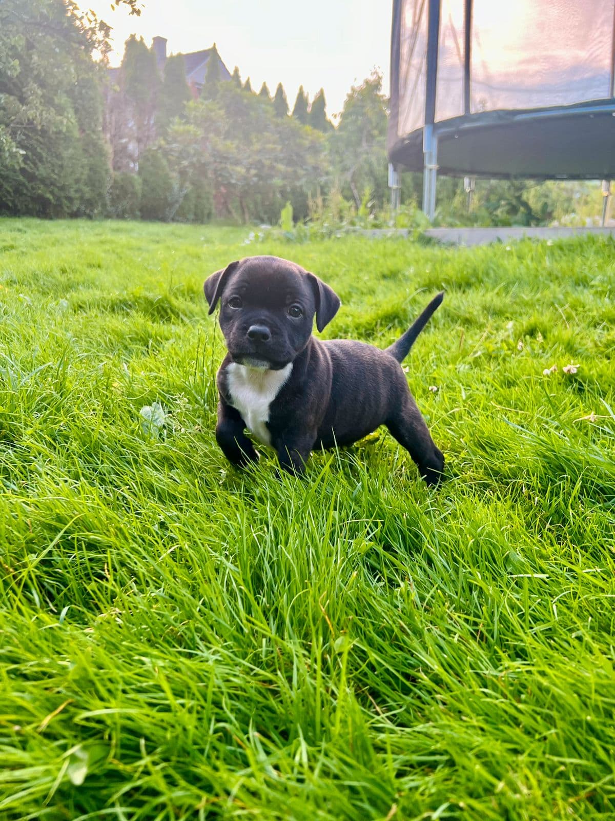 Vakre staffordshire bull terrier valper selges