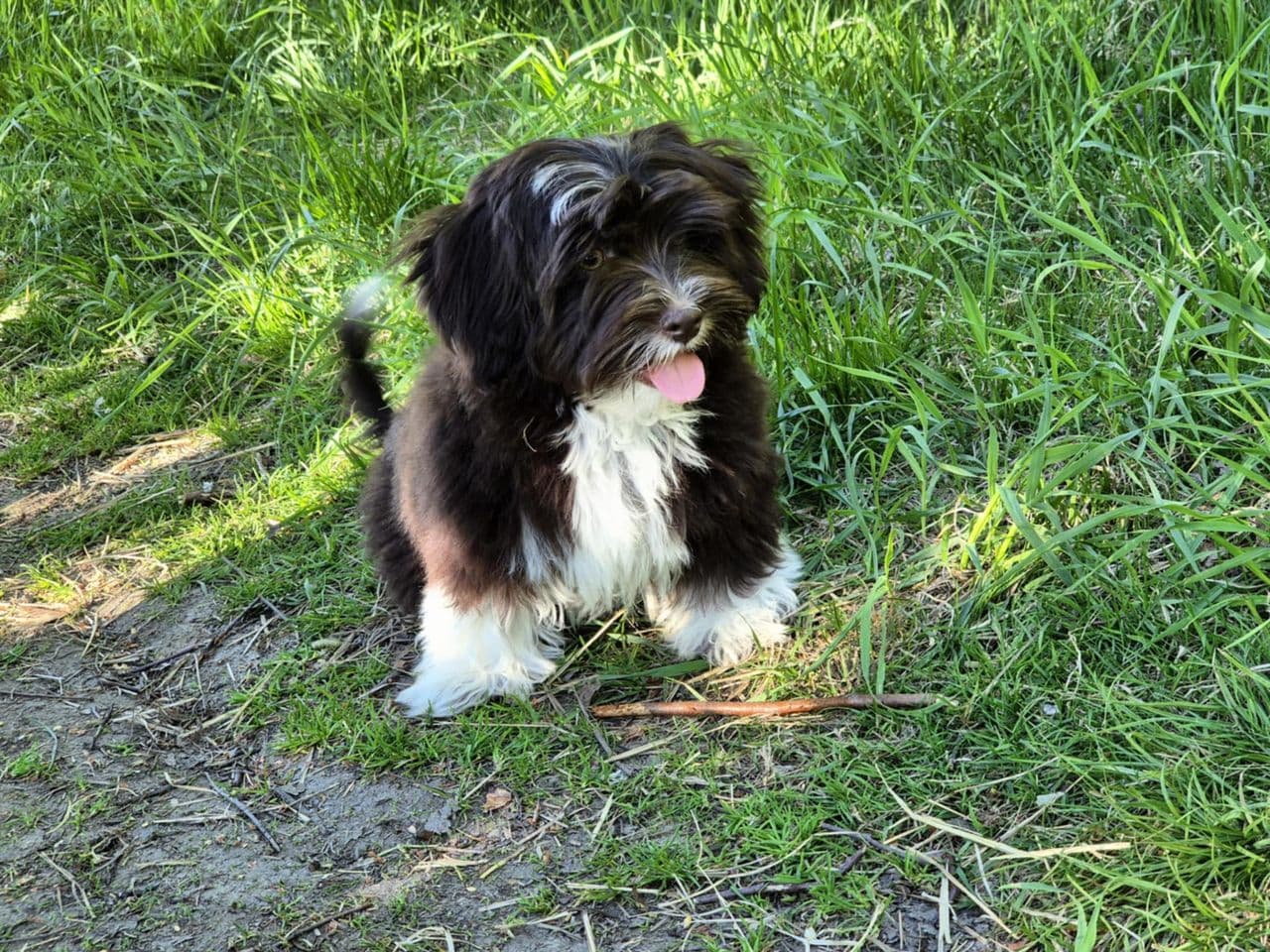 Bichon Havanais valp