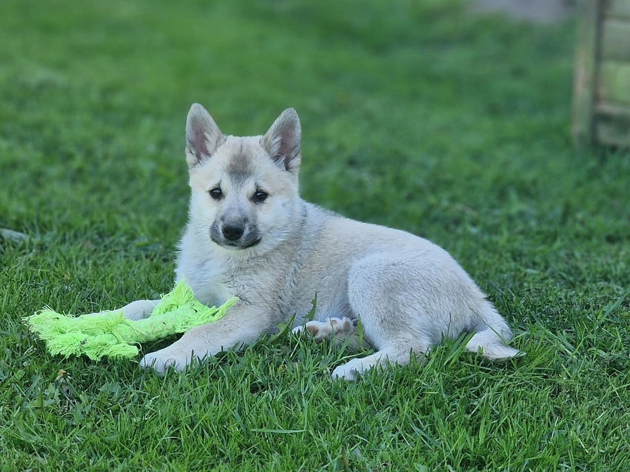 Norsk Buhund valp
