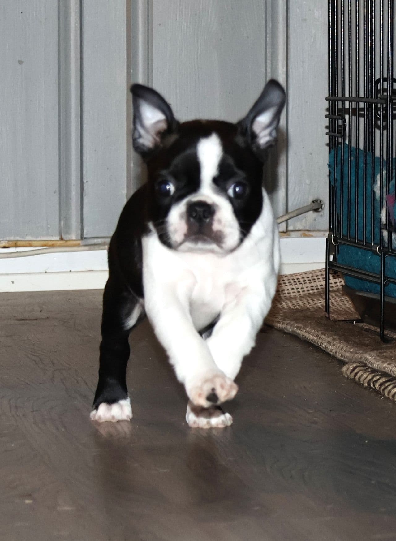 Bostonterrier tispe NKK registrert