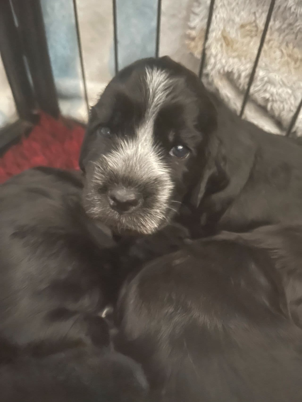Cocker Spaniel Valper