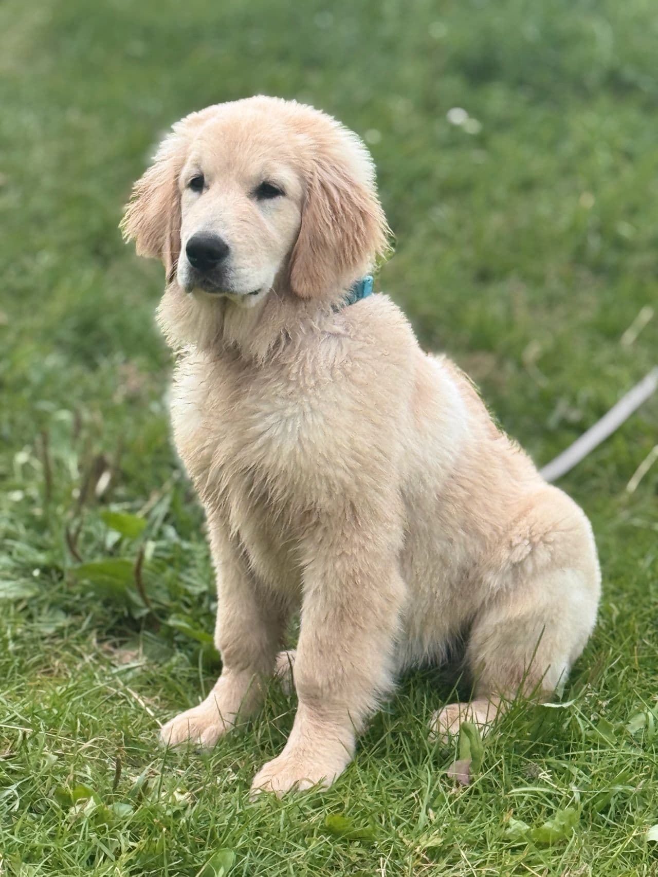 Golden Retriever valper