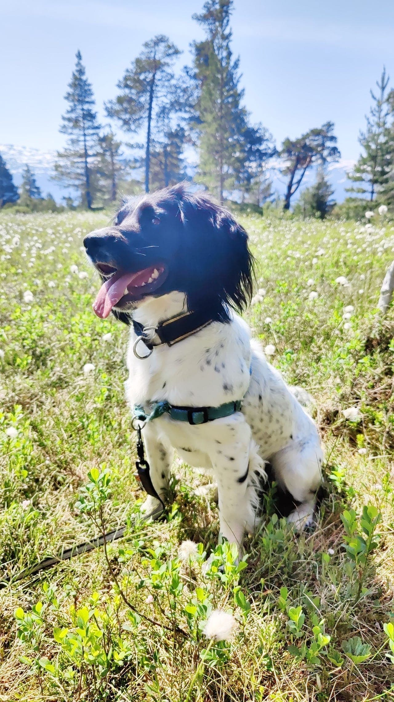 Jakt springer spaniel