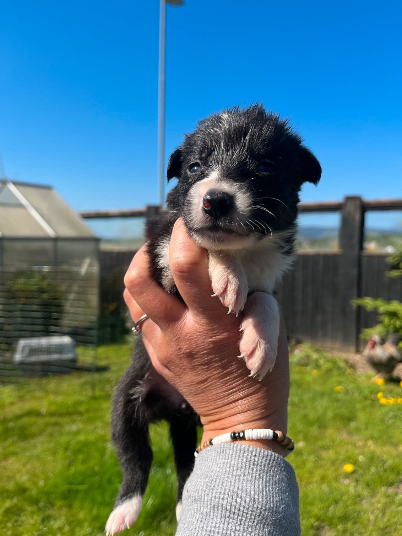 Bordee collie valp