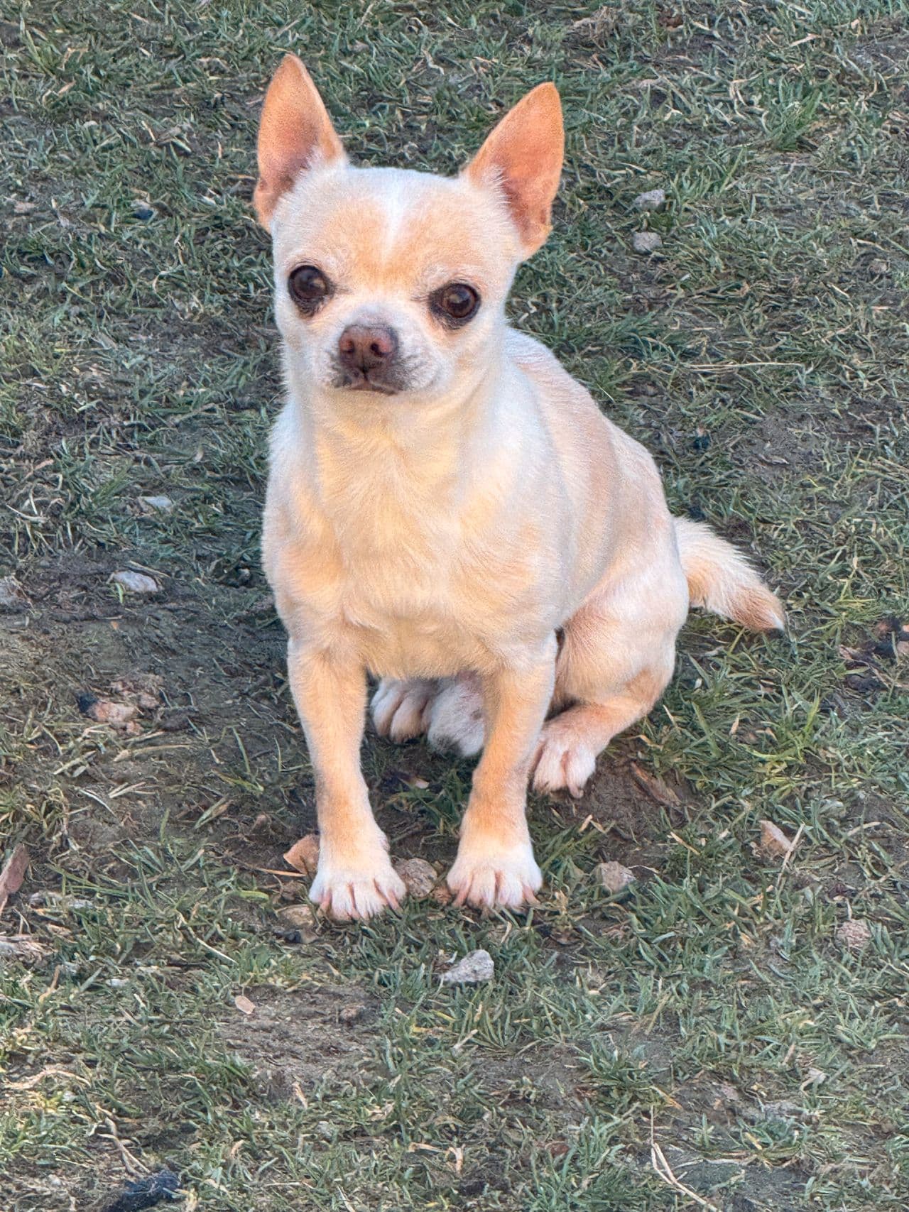 Voksen KH chihuahua hann søker nytt hjem
