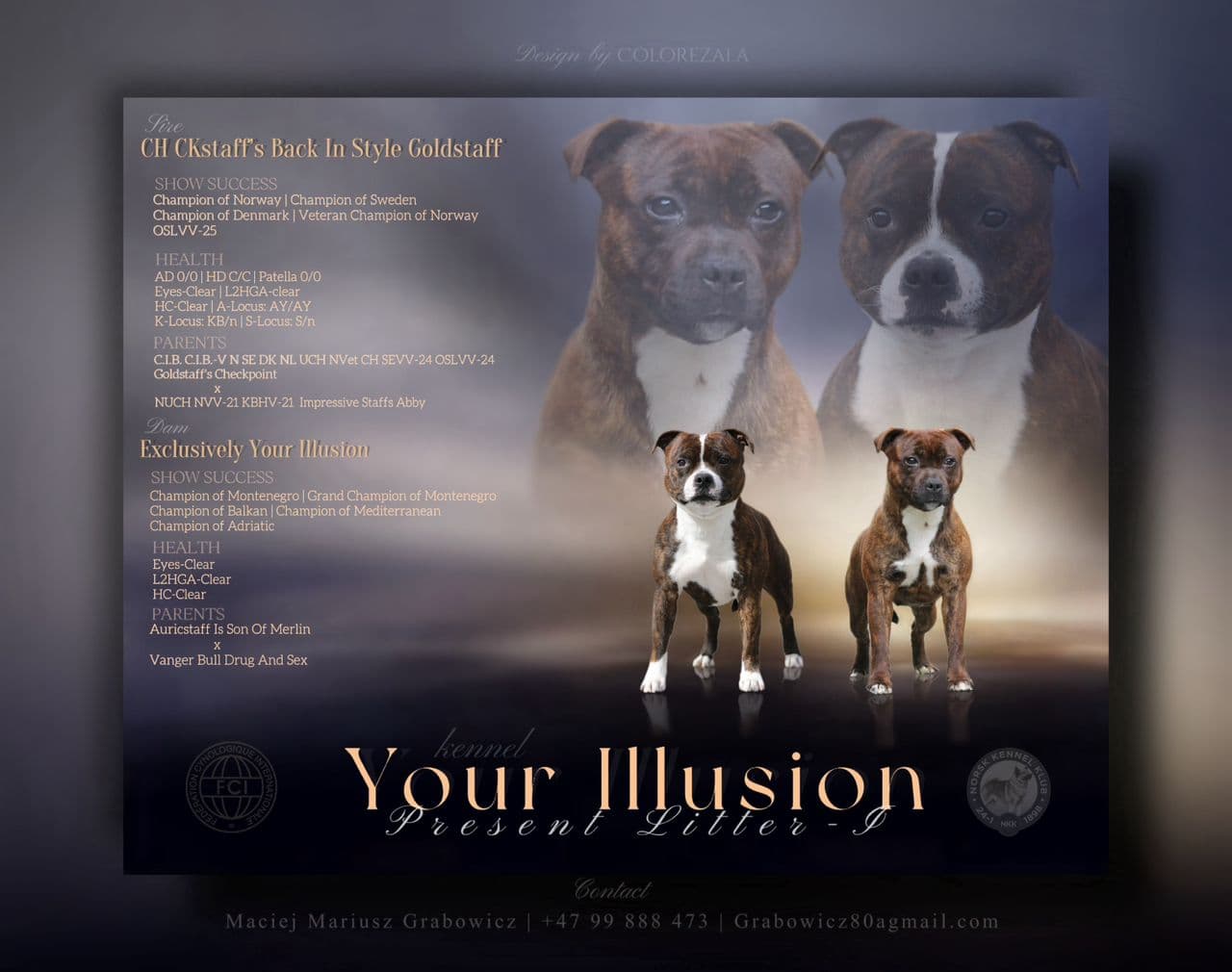 Staffordshire bull terrier