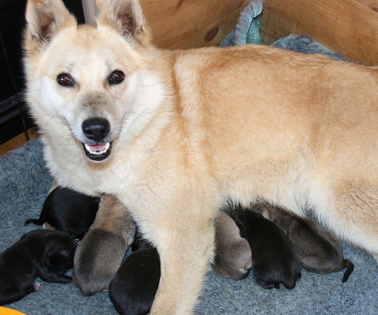 NORSK BUHUND VALPER