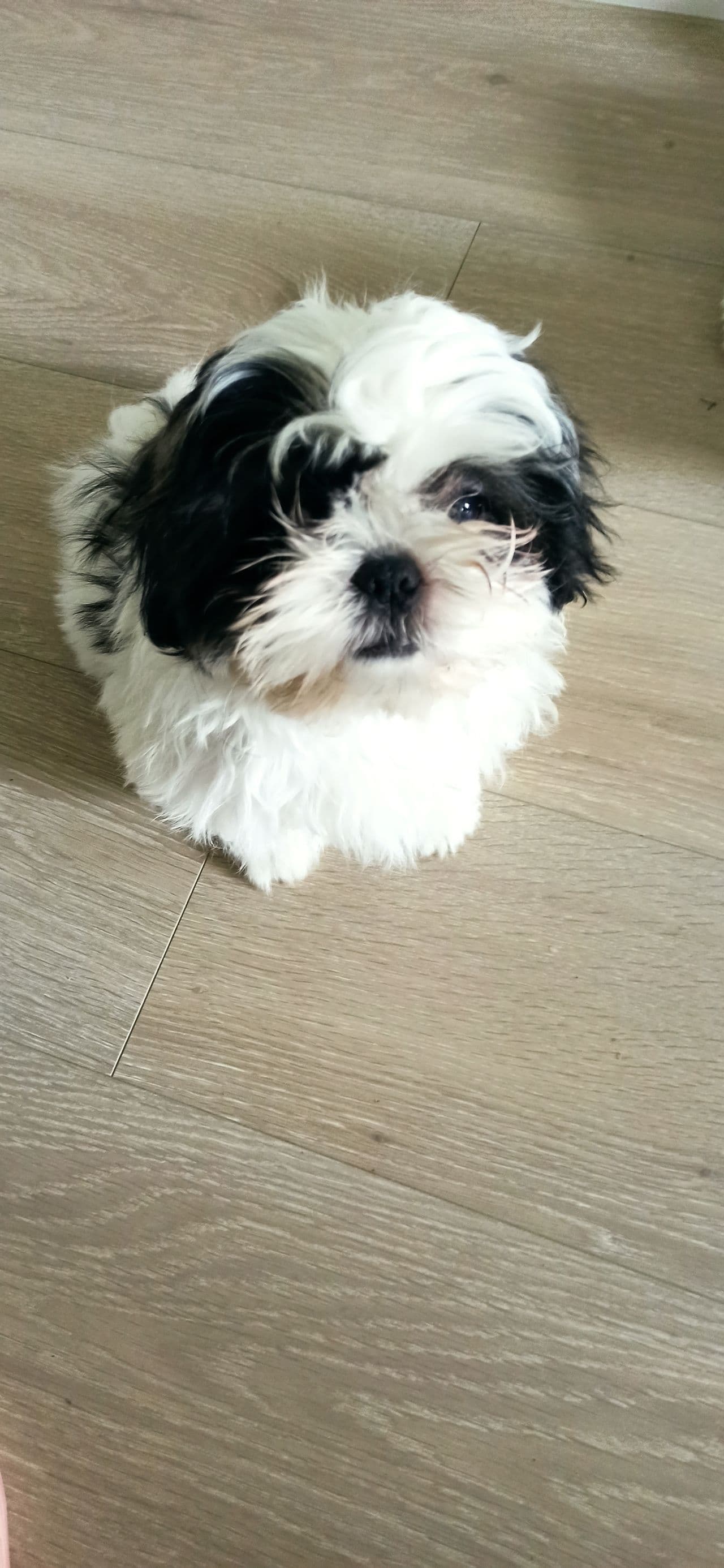 Shih Tzu hannvalp til salgs 🐶