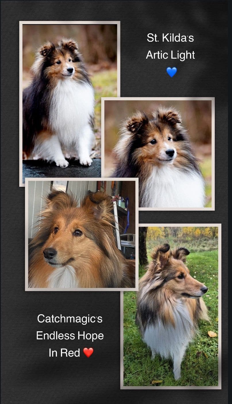 Shetland Sheepdog valper ventes🧡