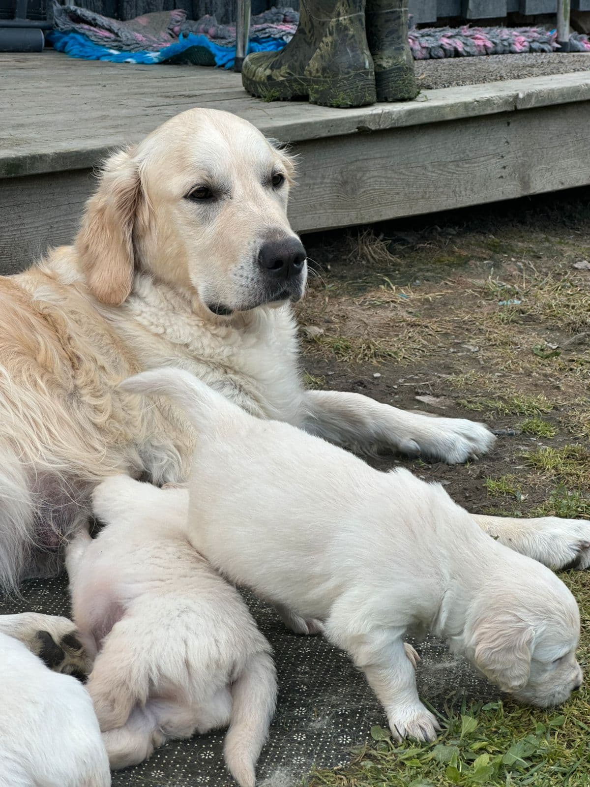 1 flott  golden retriever hann valp  til salgs