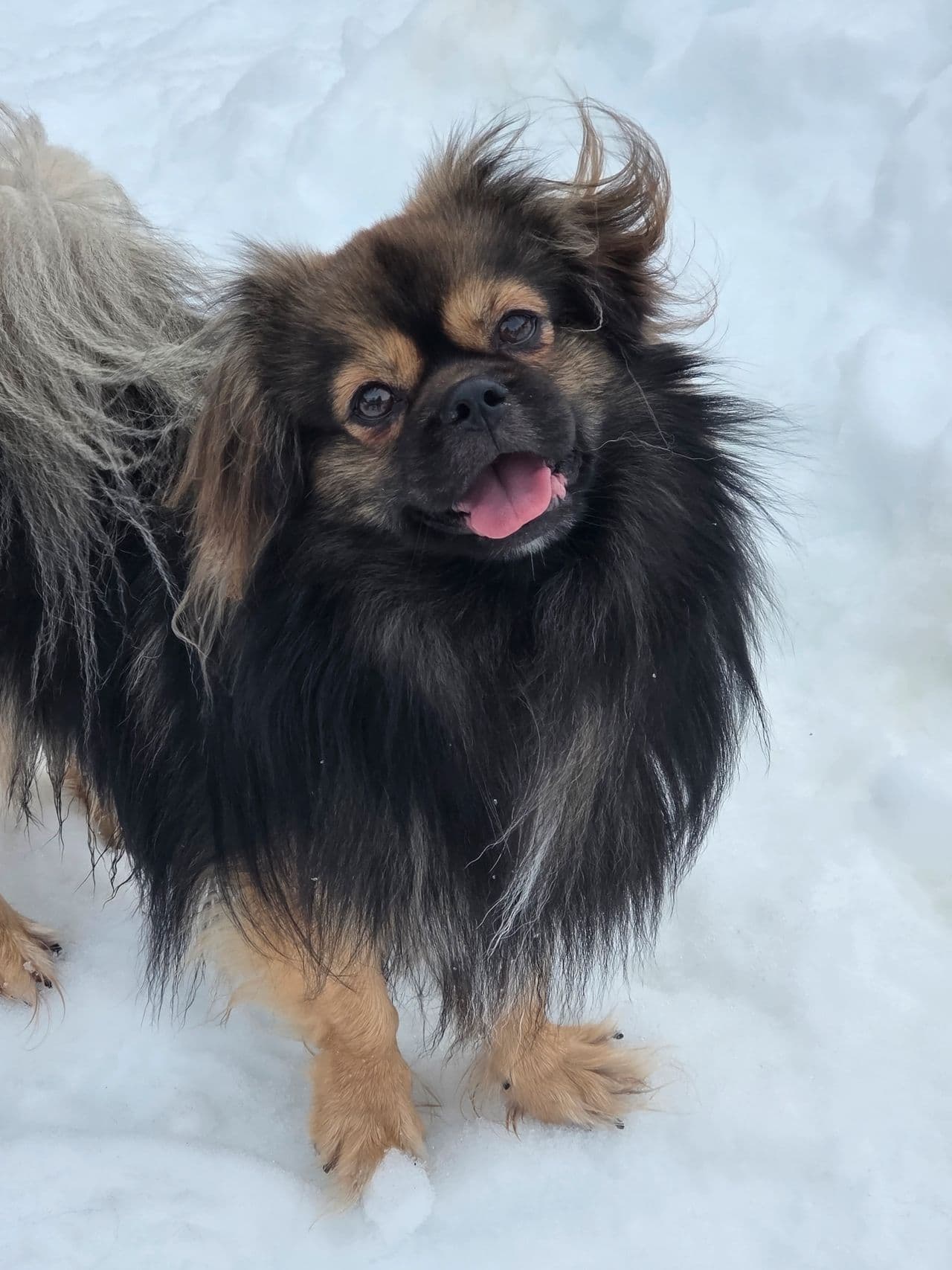 Tibetansk spaniel gutt 3 år