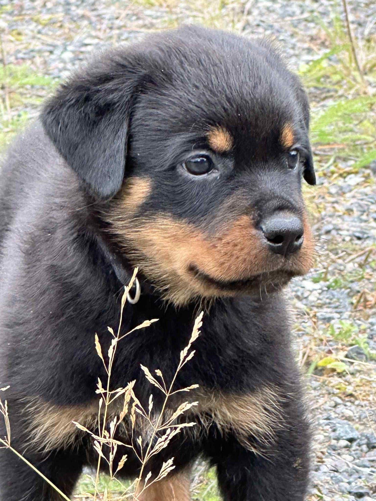 Flotte, Eventyrlystne Rottweiler valper  selges.