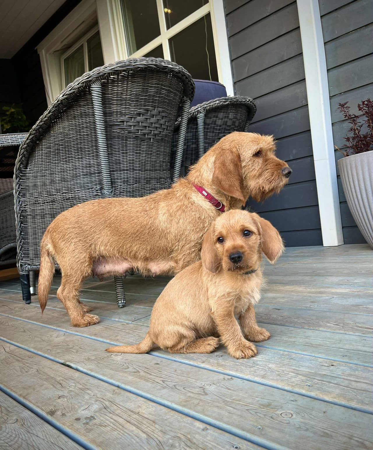 Basset fauve de bretagne valper- leveringsklare :)
