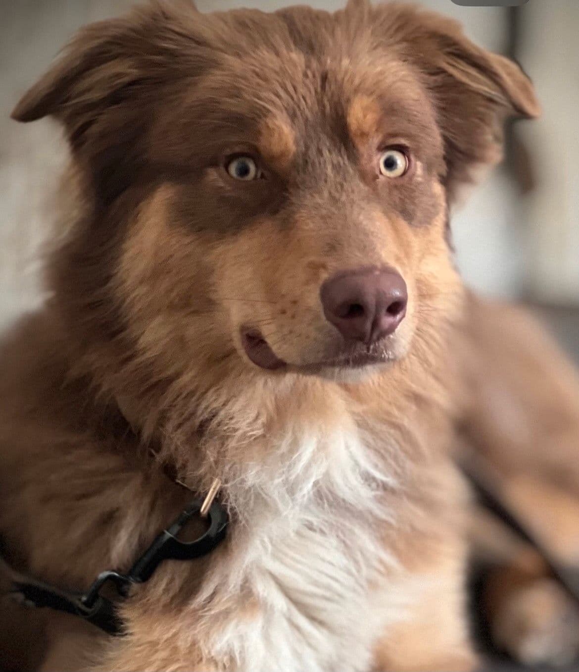 Australian Shepherd Hann