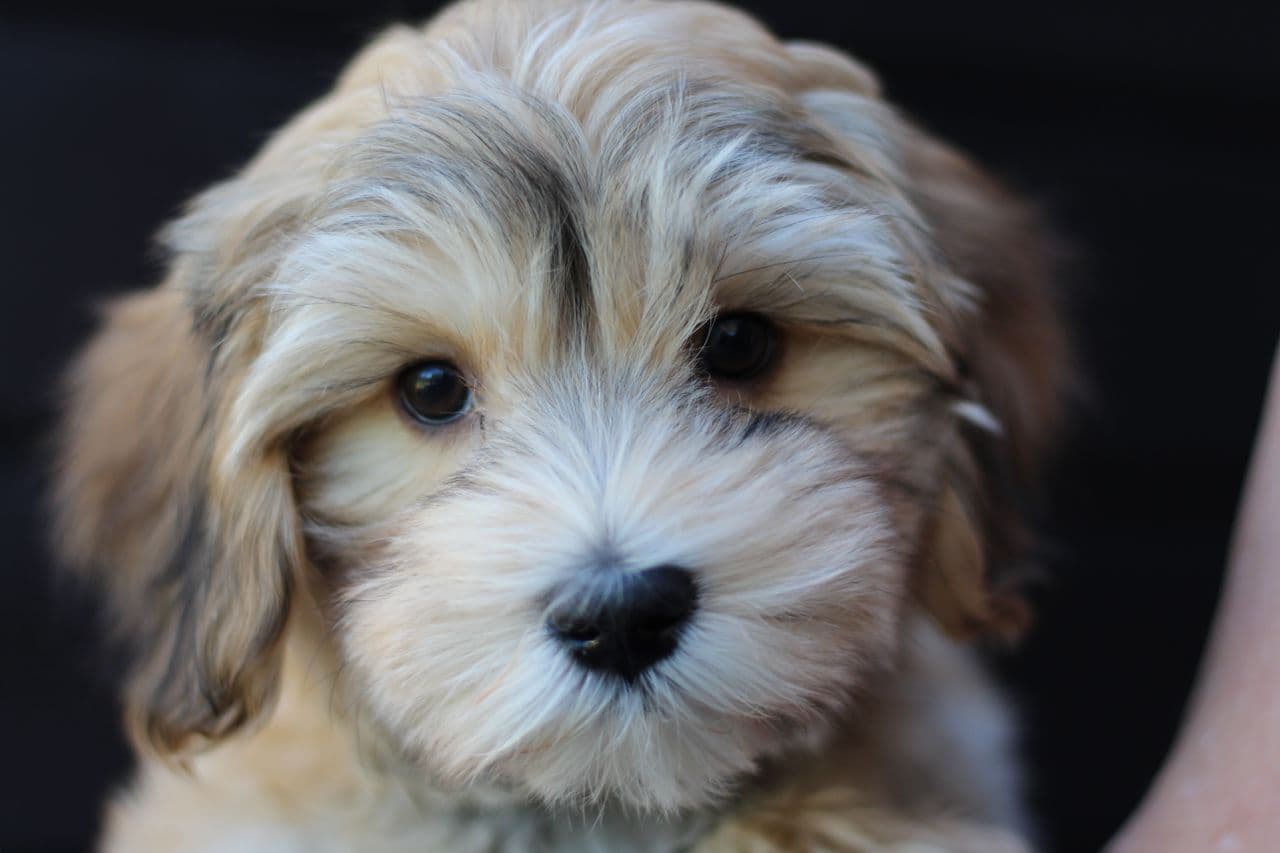 To flotte  Bichon Havanais valper, med stamtavle ledige for nye gode hjem