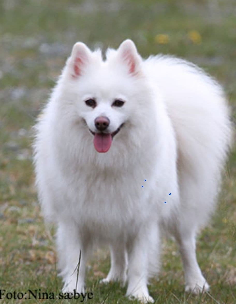 Mittelspitz valper ventes ca 3 Juli i  Bergen hos kennel Redlance
