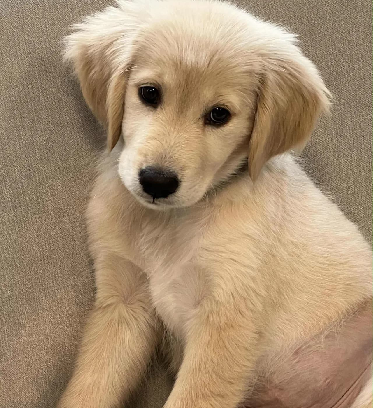 Golden retriever valp søker nytt hjem