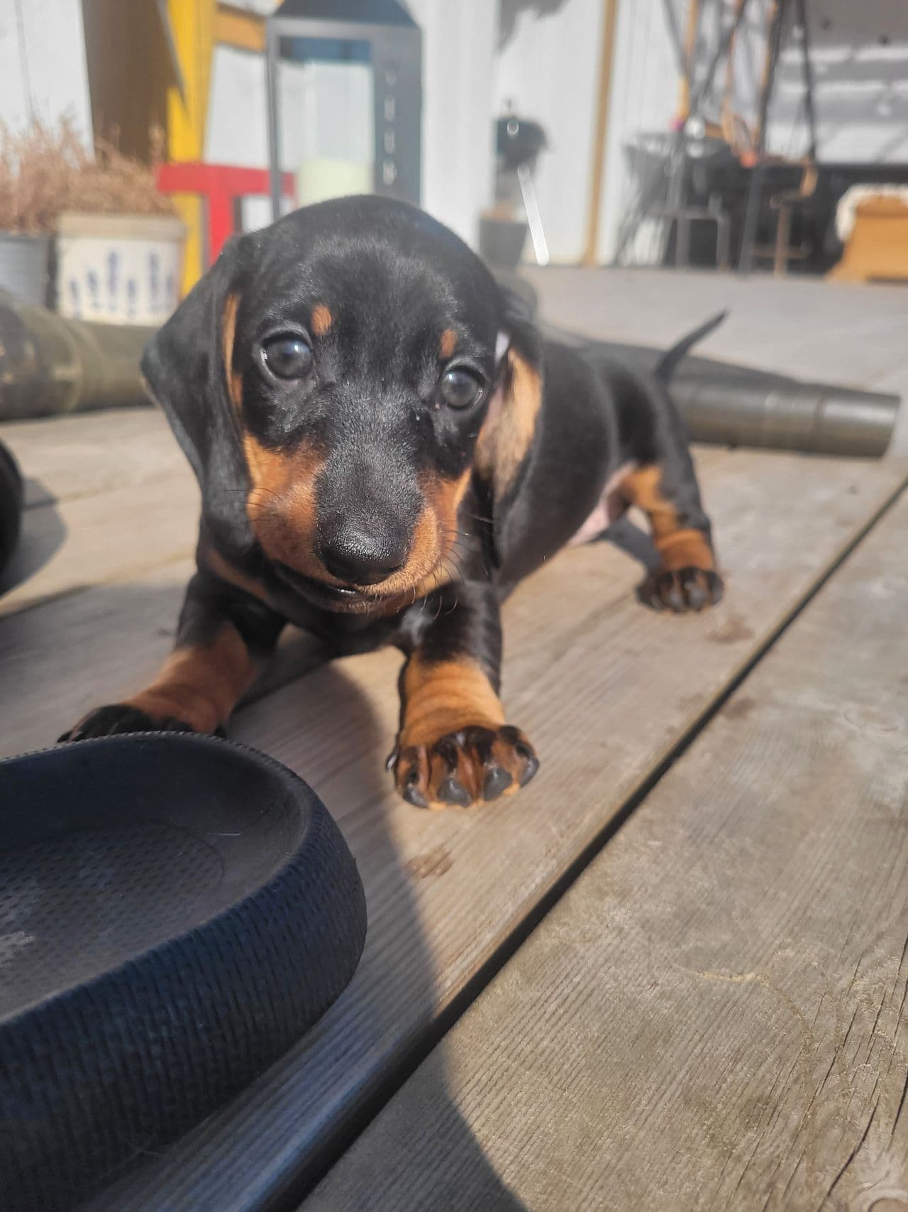 Dachshund Korthåret  valp