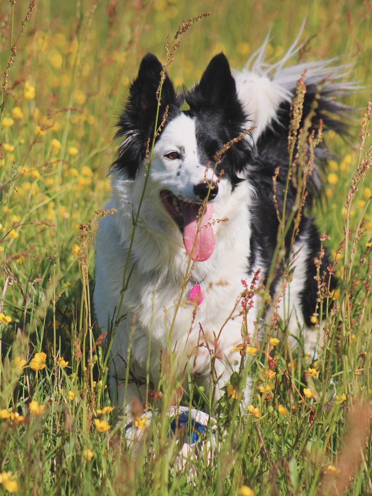 Border collie tispe.