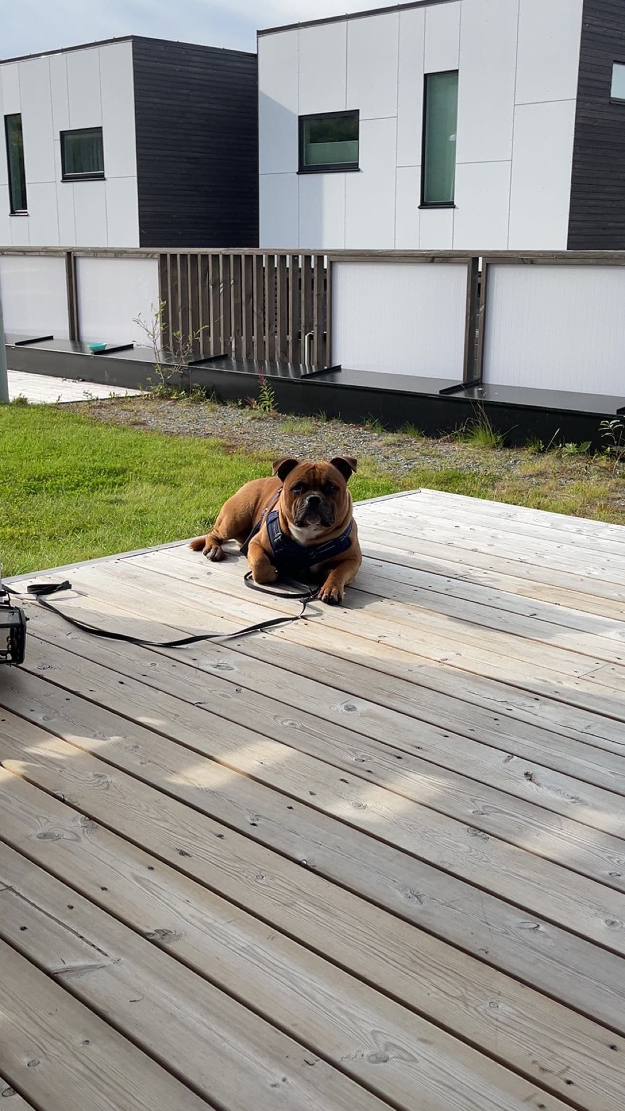 Stafford bullshire Terrier (Max)