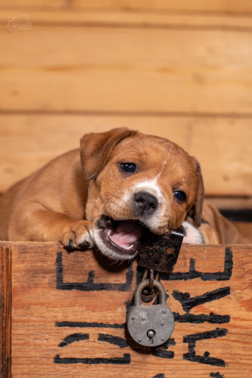 Fôrvert til Staffordshire Bull Terrier Hannhund💙