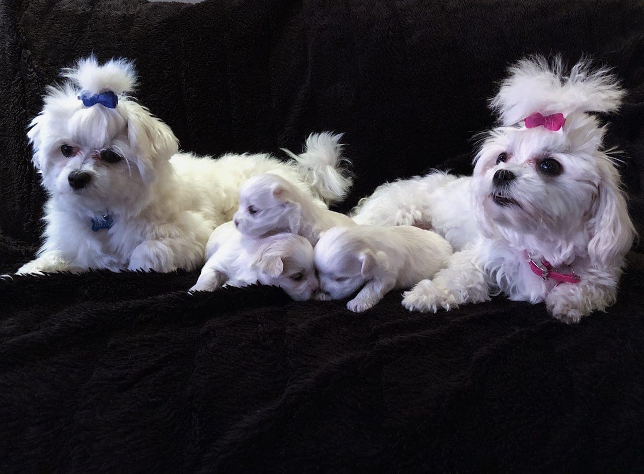 Nydelig Malteser valp leveringsklar uke 12, medio mars.