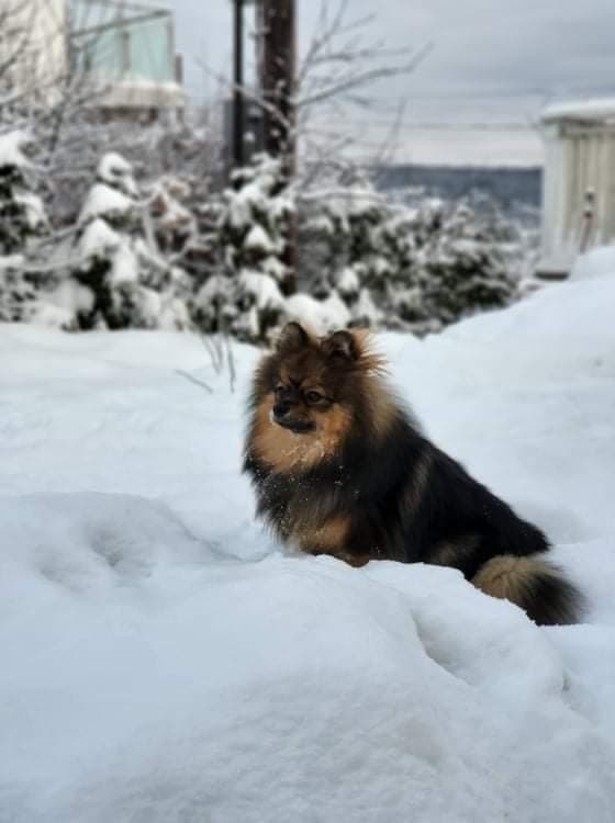 Nydelige Pomeranian valper 🐾 Klar for nye hjem om 2 måneder