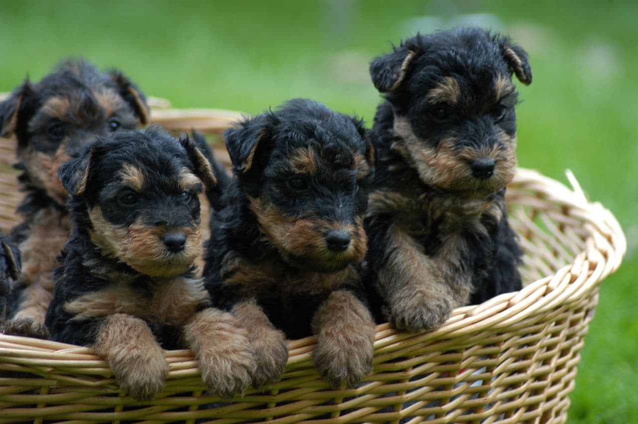 Welsh Terrier valper tilsalgs