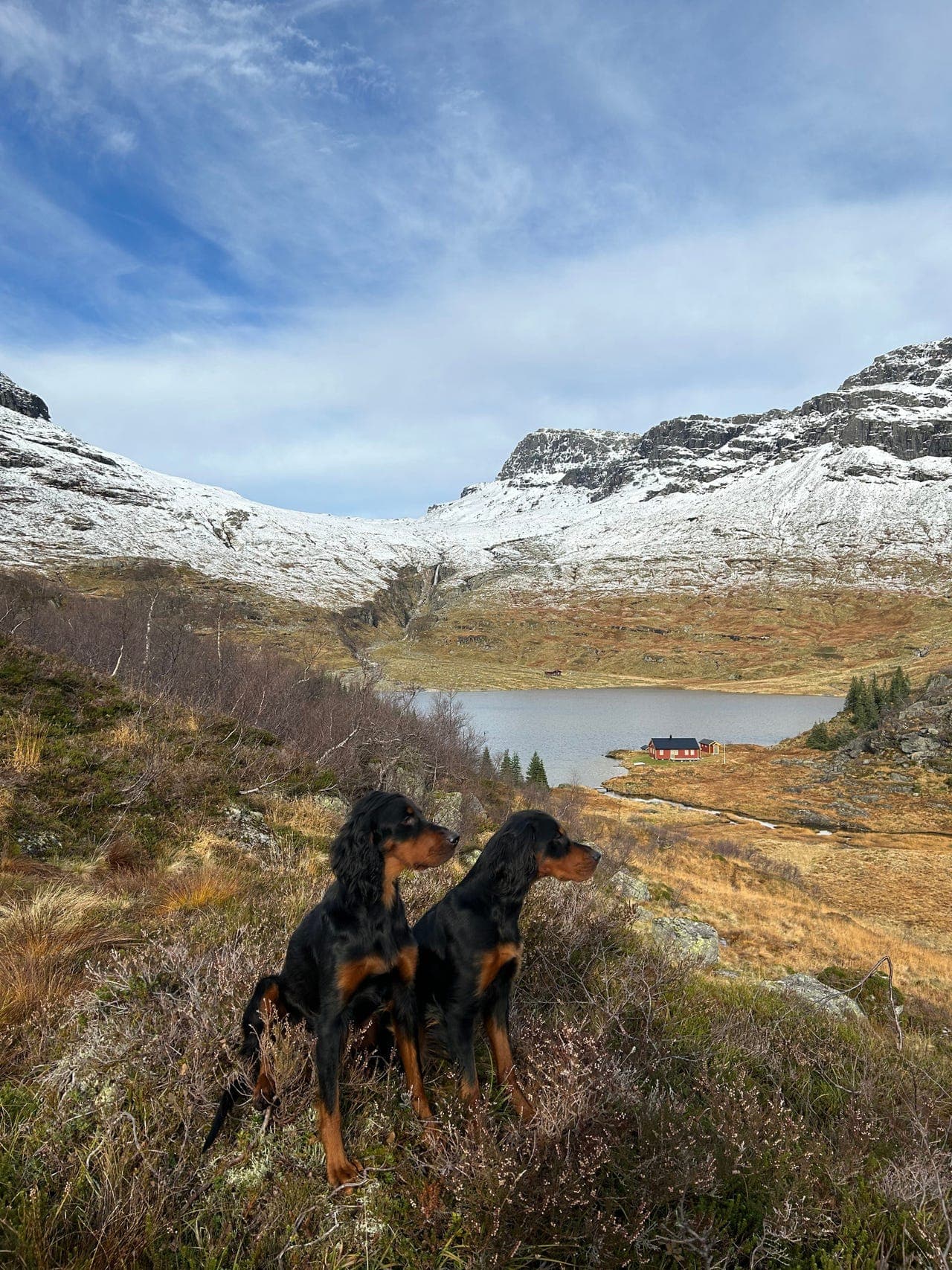 Gordonsetter valper ventes. 13 Januar 2026