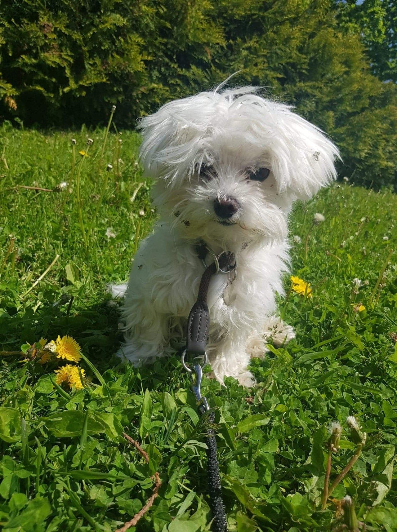 Rolig jente søker nytt hjem