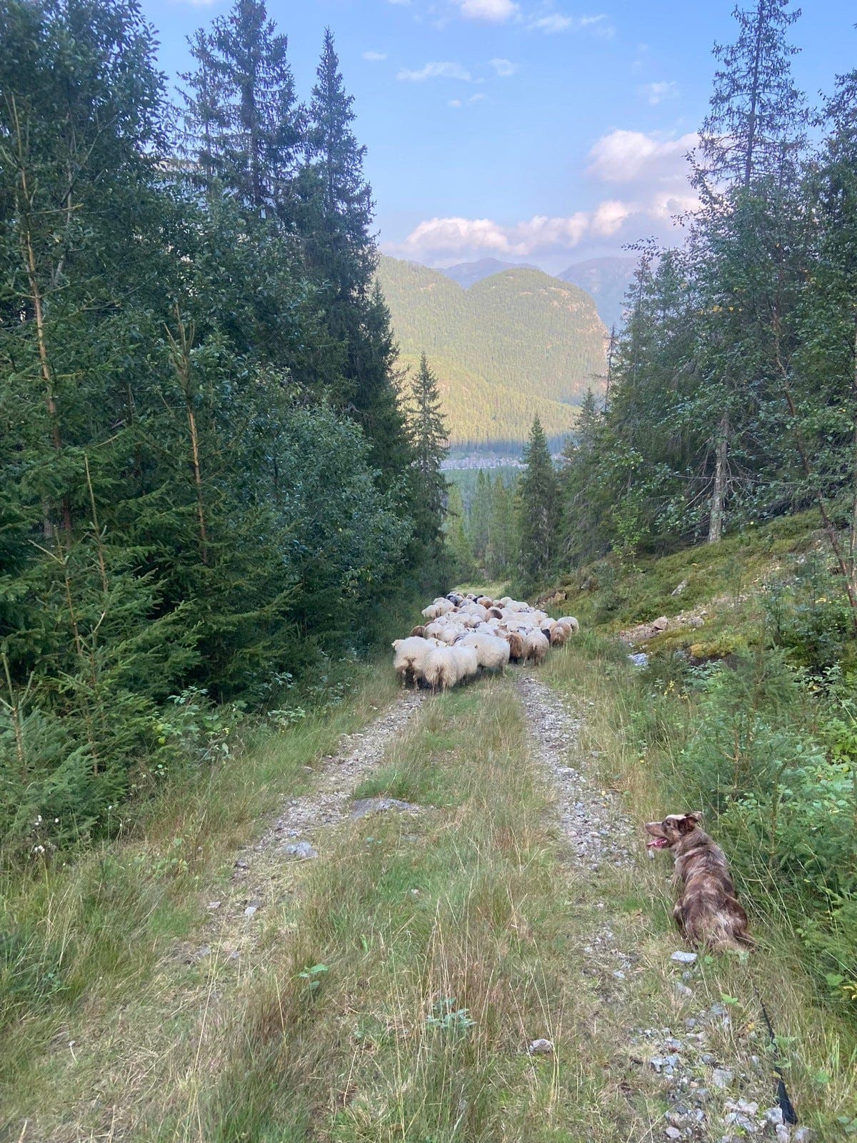 Border collie til salgs Spot 4år