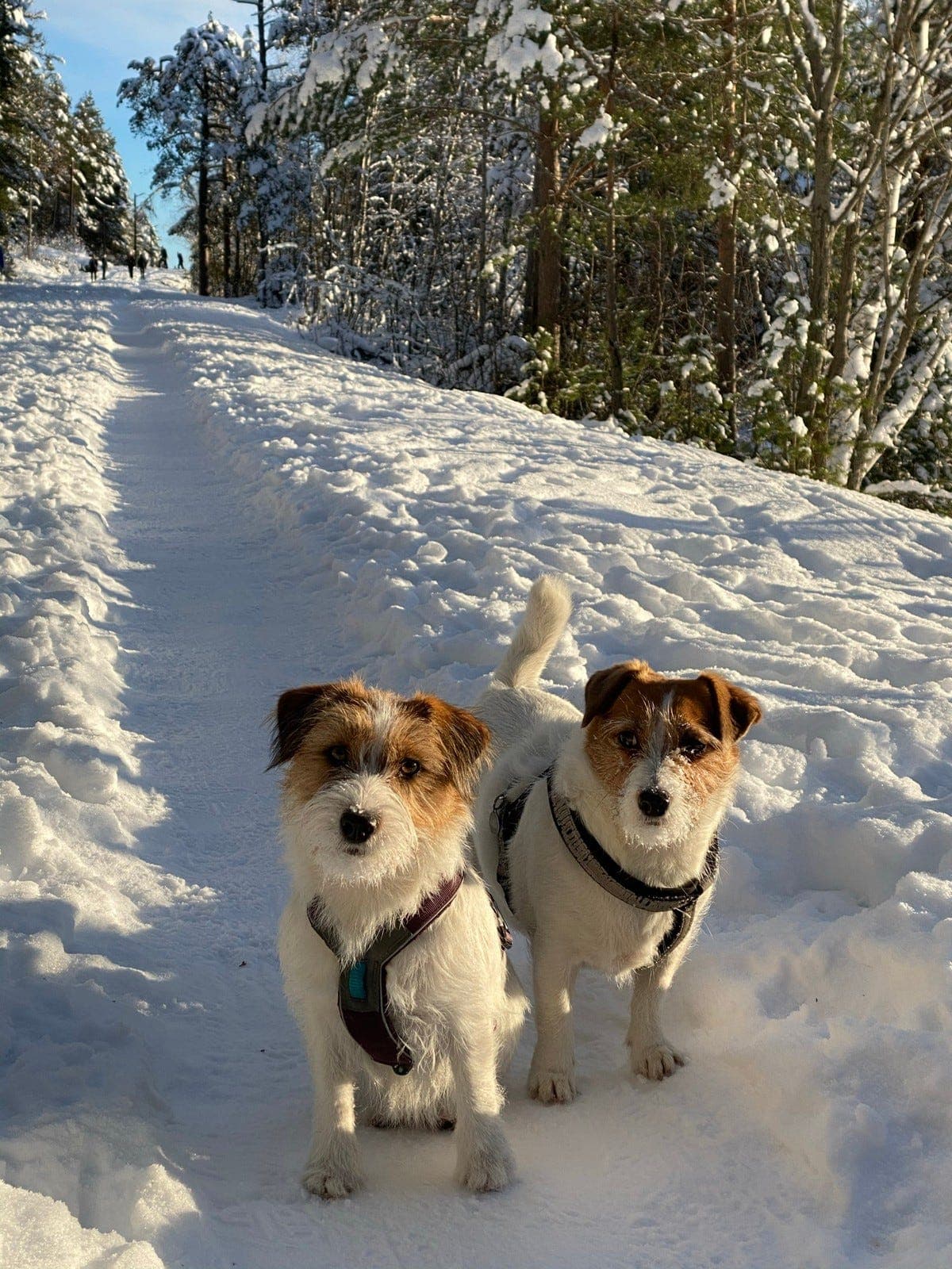 Avlastning - to flotte jack russell jenter