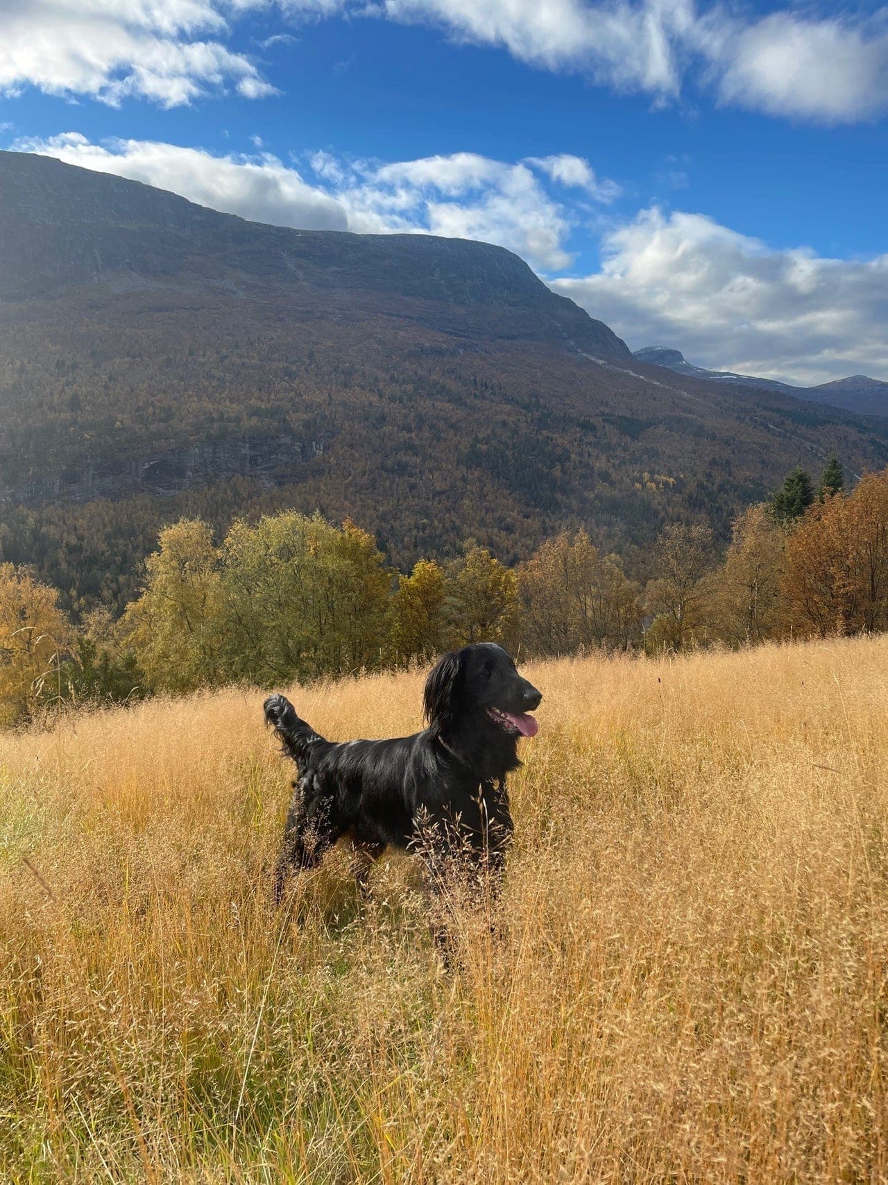 Hundefamilie, besøkshjem