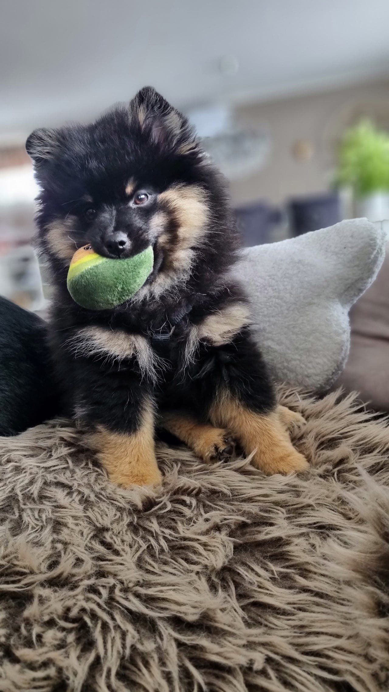 Fórvert til Mittelspitz