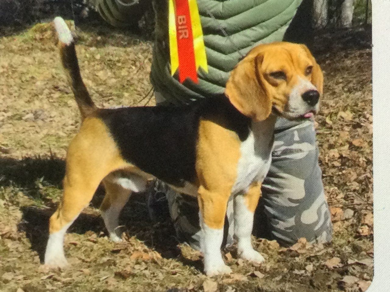 BEAGLE VALPER ventes i desember og er jaktbare høsten 2026