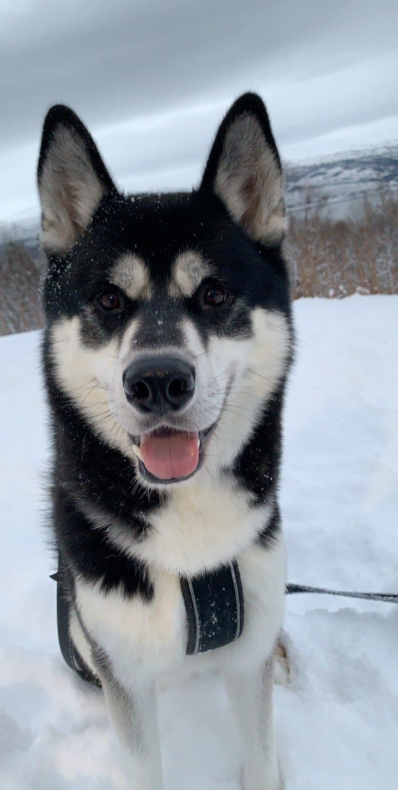 Siberian husky omplasseres