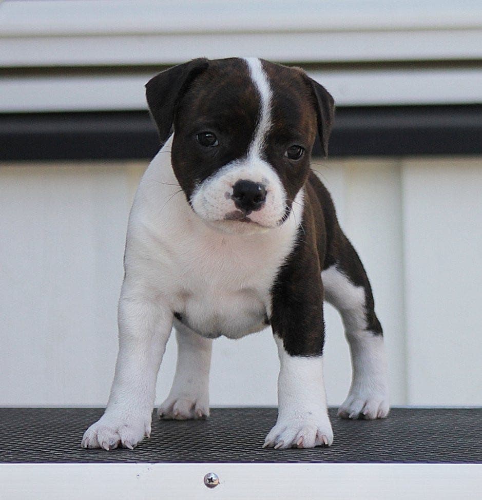 KENNEL GOLDSTAFF SØKER FORVERTER