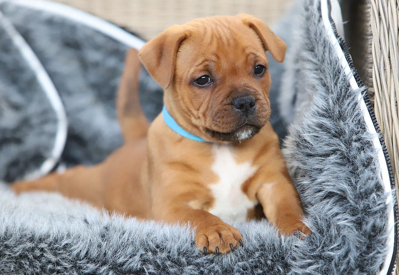 KENNEL GOLDSTAFF SØKER FORVERT/VALPEKJØPERE TIL KULL MARS 2025