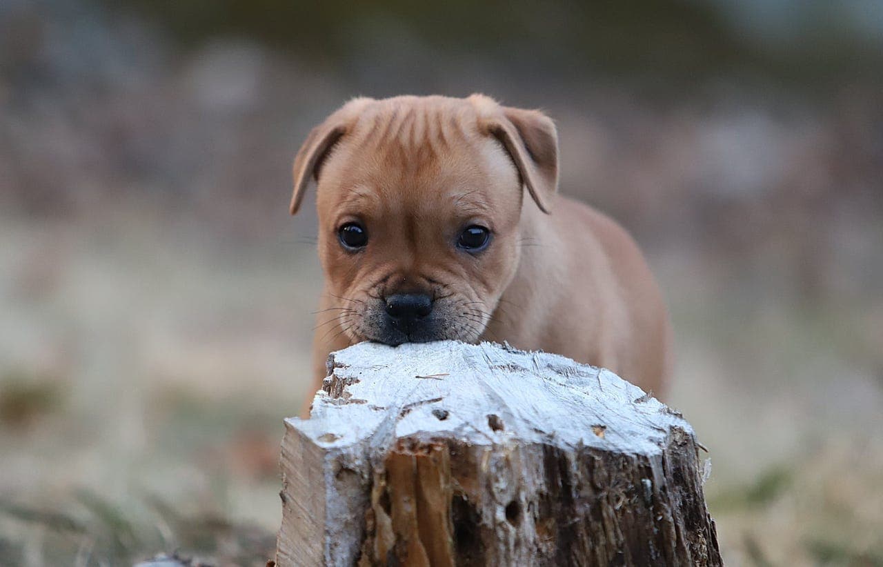 KENNEL GOLDSTAFF SØKER FORVERTER