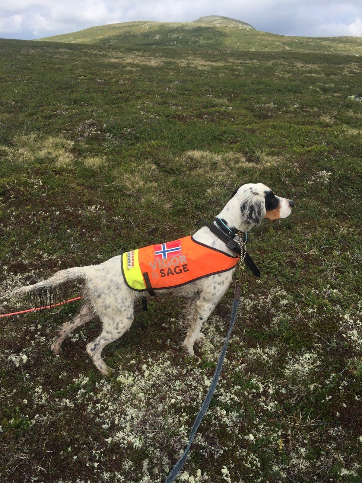 Engelsksetter valper