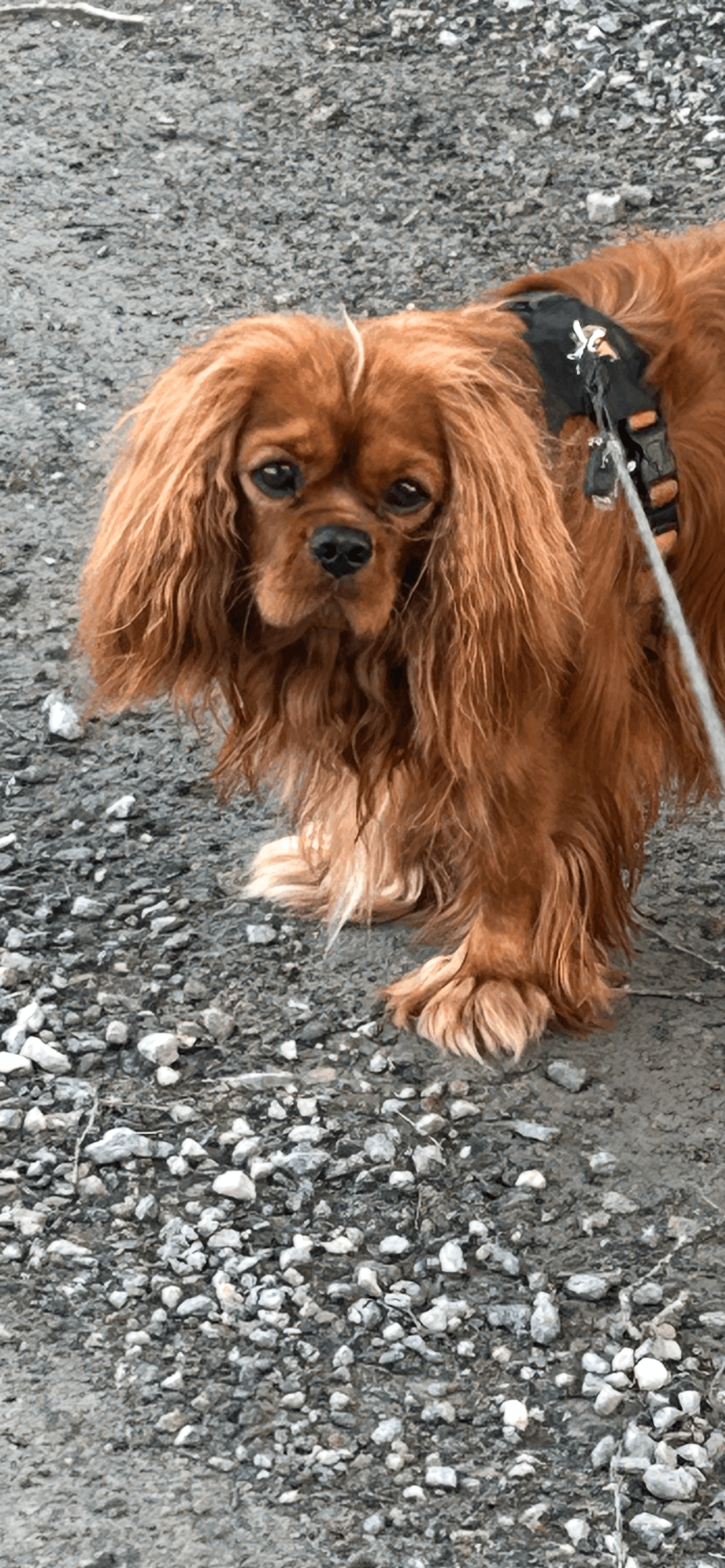 Herlig Cavalier på snart 2 år vurderes solgt
