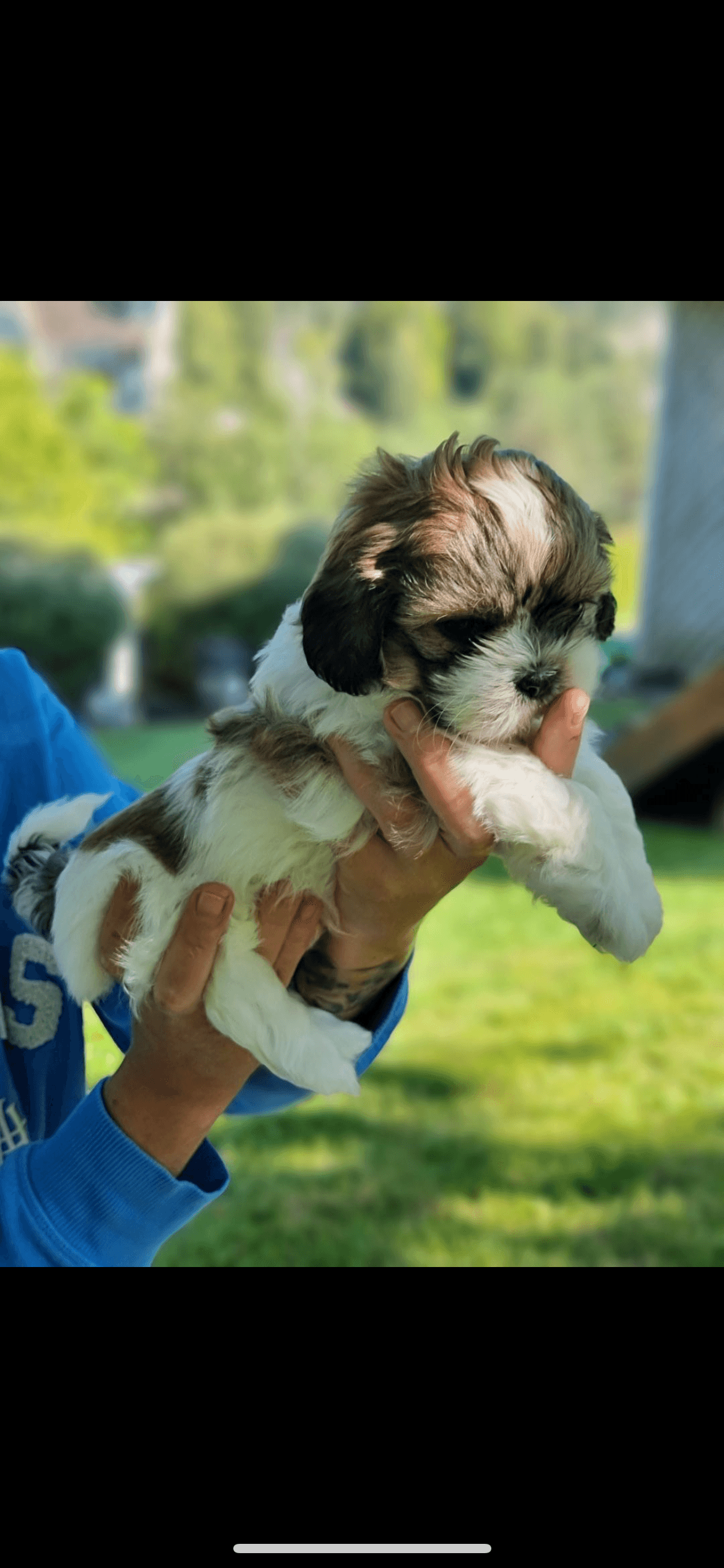 Shi Tzu valper ventes rundt 31. August