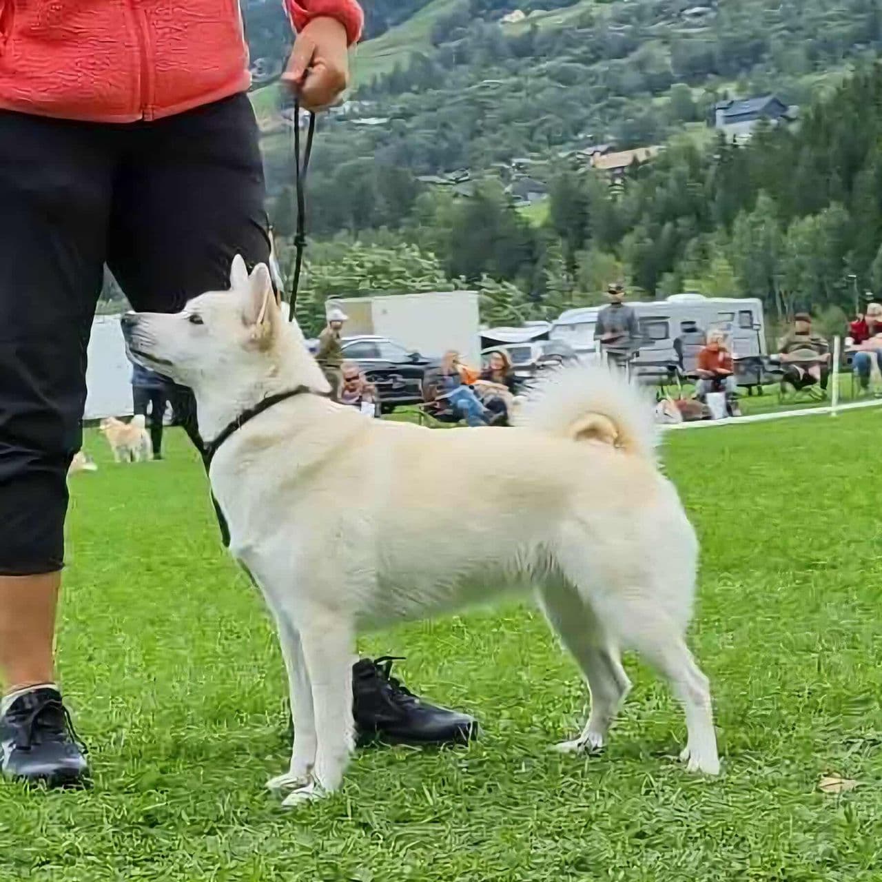 Norsk buhund - valper