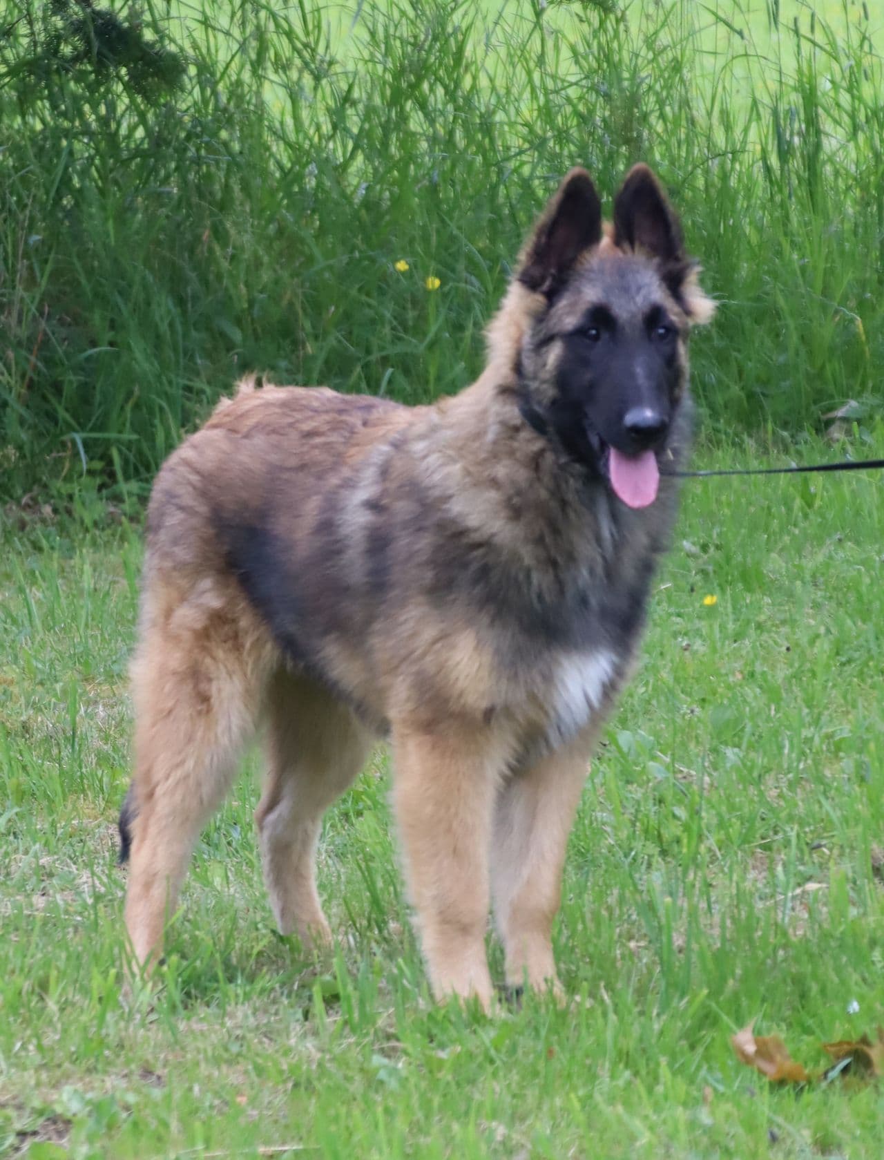 Belgisk Fårehund Tervueren