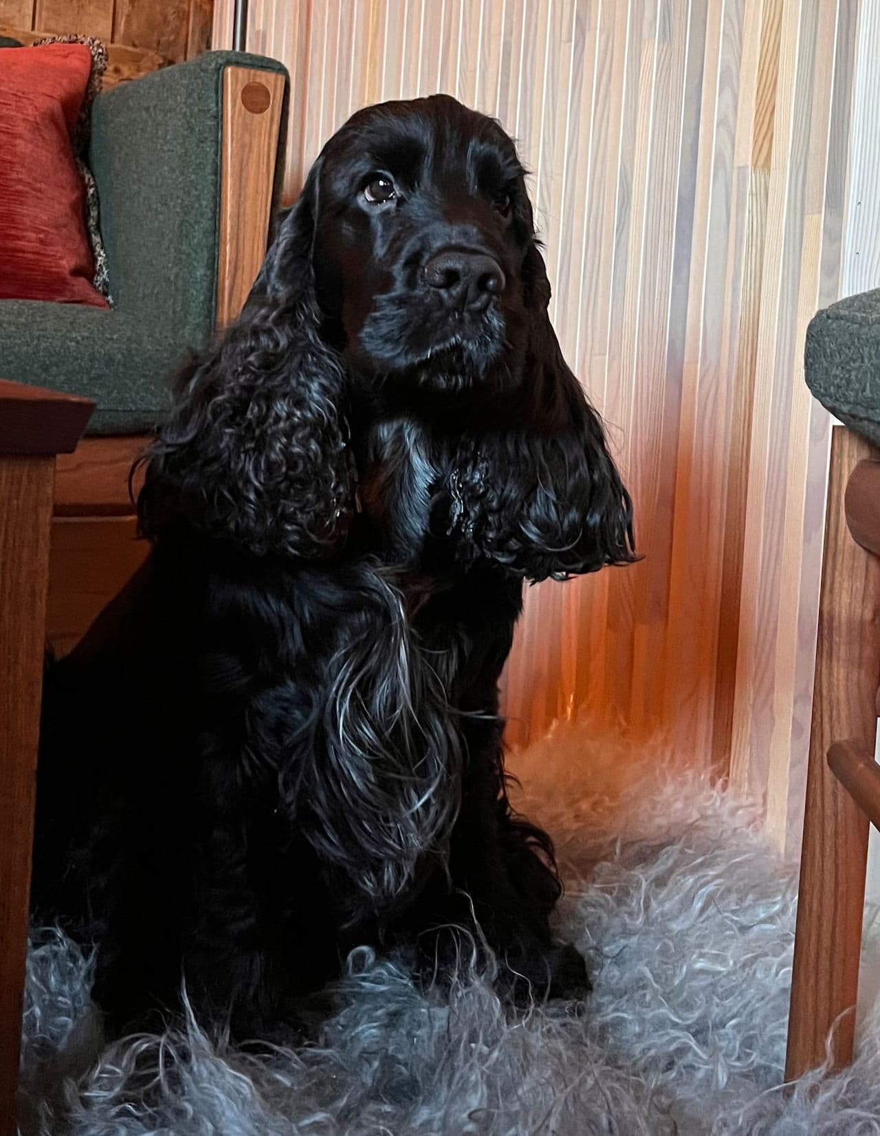 Cocker Spaniel søker ekstra hjem