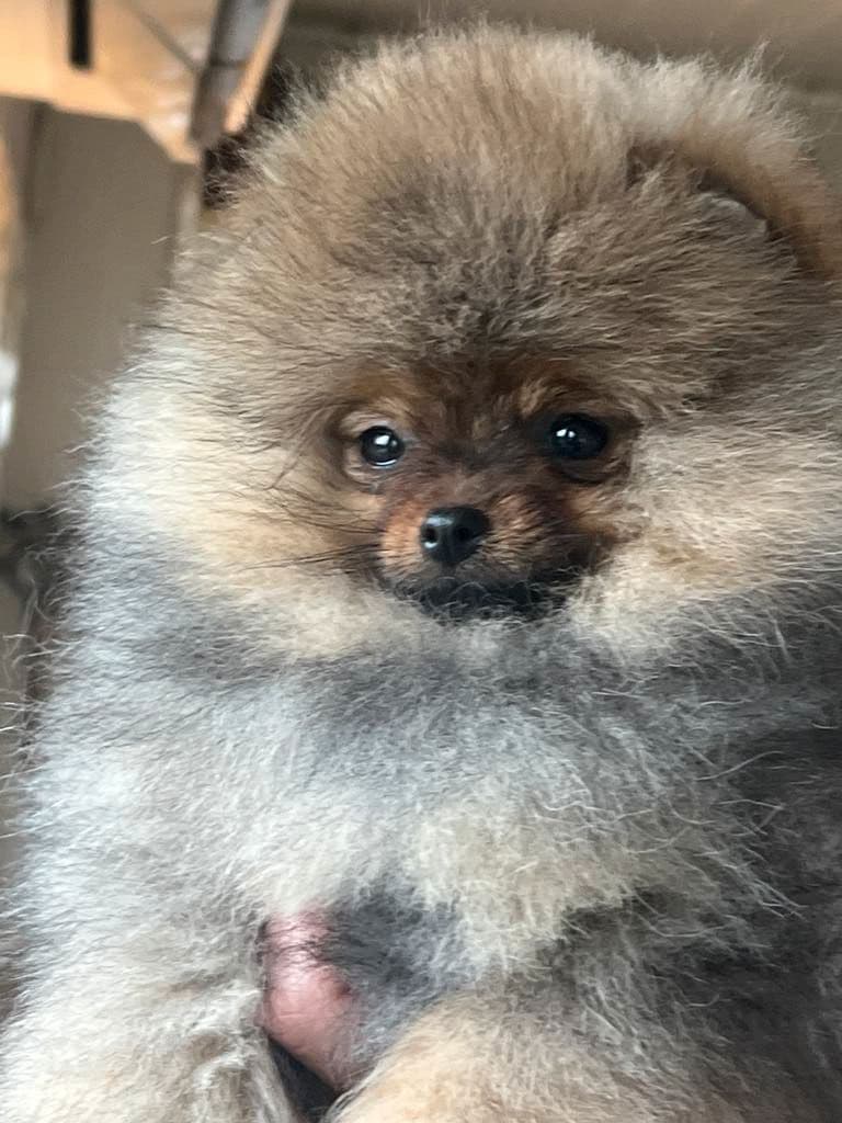 Pomeranian tispevalp